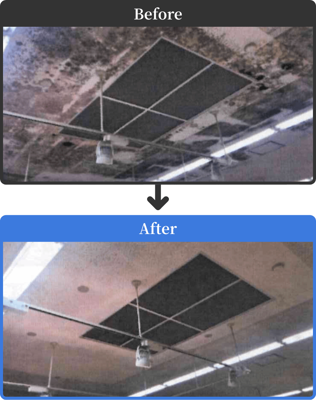 天井に発生したカビの除去
